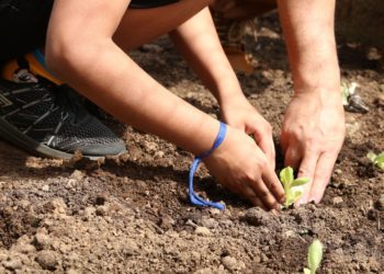 pessoa planta muda em horta; No município de São Paulo, ausência de um orçamento para a agricultura urbana prejudica iniciativas em regiões de vulnerabilidade social