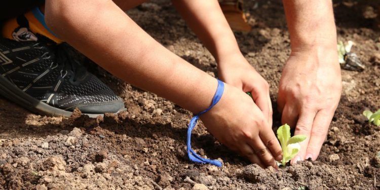 pessoa planta muda em horta; No município de São Paulo, ausência de um orçamento para a agricultura urbana prejudica iniciativas em regiões de vulnerabilidade social