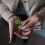 Mãos femininas seguram muda de planta