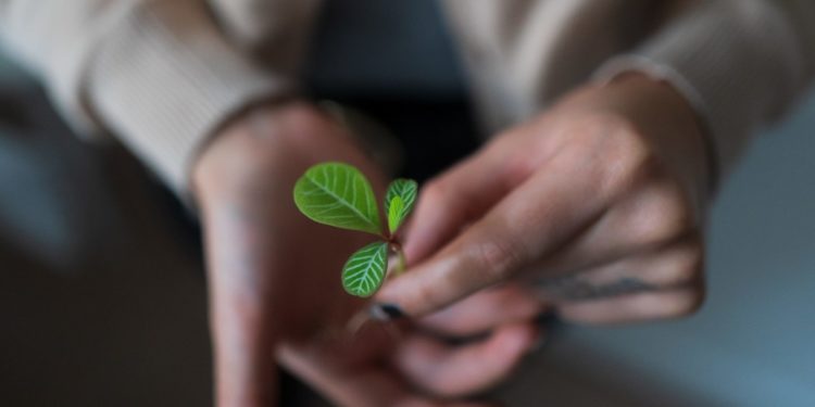 Mãos femininas seguram muda de planta