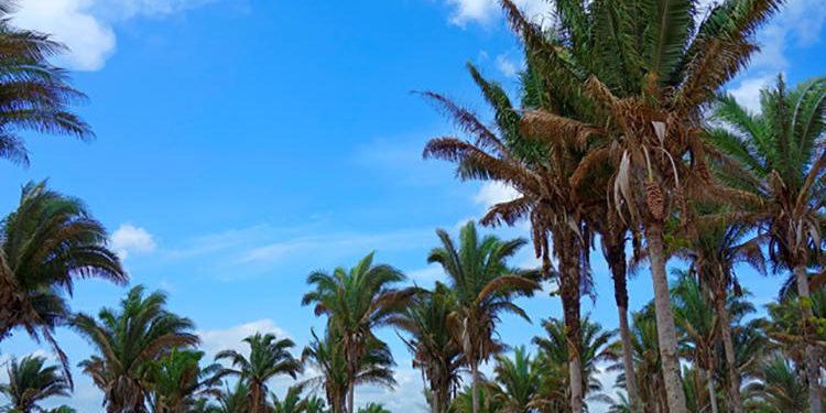 palmeiras de babaçu no Maranhão