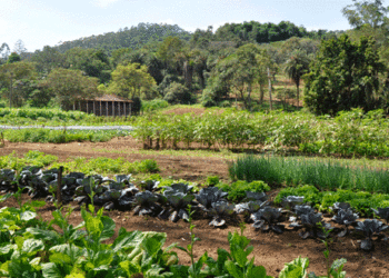 Pesquisa realizada no FGV CEAPG é premiada pelo CEBRAP