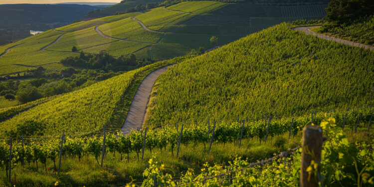 Coopetição e Indicação Geográfica: como a união entre vinícolas brasileiras criou valor para o setor