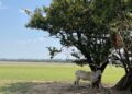 Como Tornar a Pecuária na Amazônia Mais Sustentável