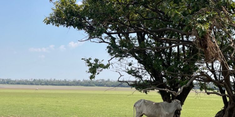 Como Tornar a Pecuária na Amazônia Mais Sustentável