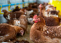 Efeito Boomerang: como práticas sustentáveis retornam e fortalecem a cadeia do frango no Brasil